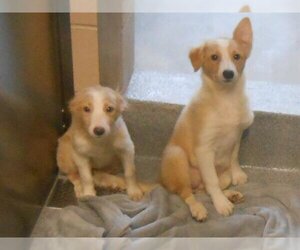 Australian Shepherd-Unknown Mix Dogs for adoption in Orange, CA, USA