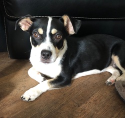 Basset Hound Dogs for adoption in Osteen, FL, USA