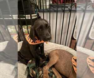 Mutt Dogs for adoption in Aurora, IN, USA