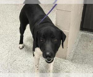 Lab-Pointer Dogs for adoption in Conroe, TX, USA