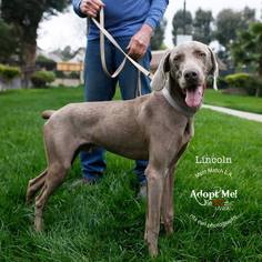 Weimaraner Dogs for adoption in Los Angeles, CA, USA