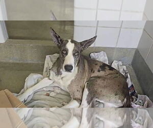 Great Dane-Huskies Mix Dogs for adoption in Bullard, TX, USA