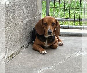 Beagle Dogs for adoption in Monticello, MS, USA