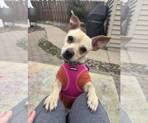 Chihuahua-Unknown Mix Dogs for adoption in Minneapolis, MN, USA