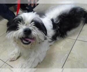 Shih Apso Dogs for adoption in Houston, TX, USA