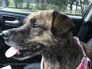 Puggle Dogs for adoption in Houston, TX, USA