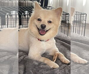 Pomeranian Dogs for adoption in Doylestown, PA, USA