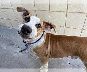 American Pit Bull Terrier-Unknown Mix Dogs for adoption in Corpus Christi, TX, USA