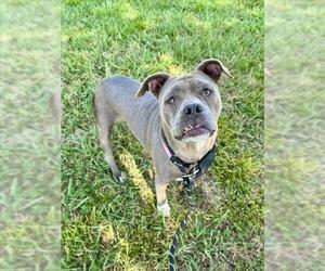 American Pit Bull Terrier-Unknown Mix Dogs for adoption in Salisbury, NC, USA