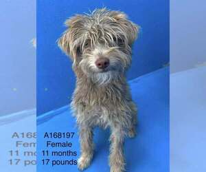Mutt Dogs for adoption in Calgary, Alberta, Canada