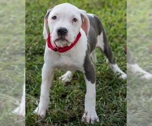 Bulldog-Unknown Mix Dogs for adoption in Miami, FL, USA