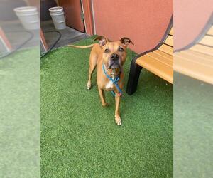American Pit Bull Terrier-Rhodesian Ridgeback Mix Dogs for adoption in San Francisco, CA, USA