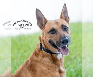 Mutt Dogs for adoption in Tampa, FL, USA