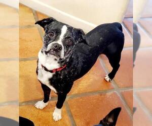 Boston Spaniel Dogs for adoption in Huntington Beach, CA, USA