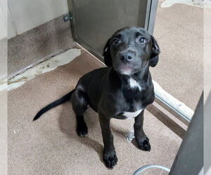 American Staffordshire Terrier-Labrador Retriever Mix Dogs for adoption in Aurora, IL, USA