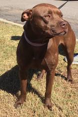 Staffordshire Bull Terrier Dogs for adoption in Abbeville, LA, USA