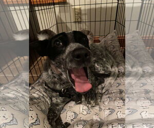 Mutt Dogs for adoption in Garden City, NY, USA