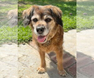 Cocker Spaniel-Spaniel Mix Dogs for adoption in Newport Beach, CA, USA