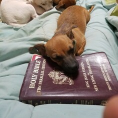 Chug Dogs for adoption in Tonopah, AZ, USA