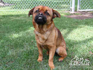 Puggle Dogs for adoption in Irvine, CA, USA