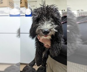 Sheepadoodle Dogs for adoption in Fruit Heights, UT, USA
