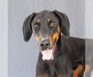 Doberman Pinscher Dogs for adoption in Pasadena, CA, USA