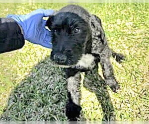 Mutt Dogs for adoption in Houston, TX, USA