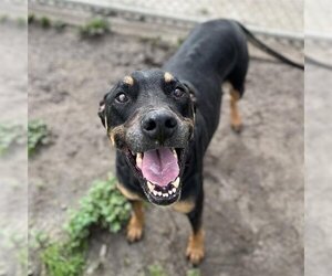 Doberman Pinscher Dogs for adoption in Modesto, CA, USA