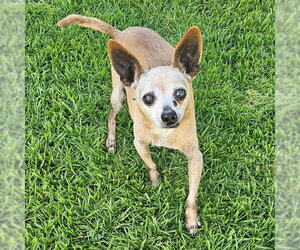 Chihuahua Dogs for adoption in Camarillo, CA, USA