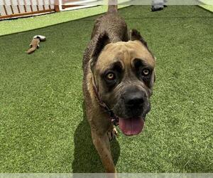 Mutt Dogs for adoption in Las Vegas, NV, USA