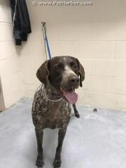German Shorthaired Pointer Dogs for adoption in Conroe, TX, USA