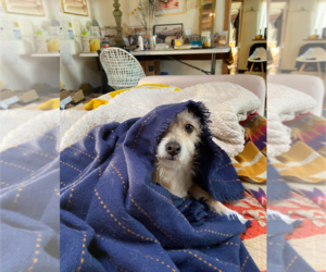 Mutt Dogs for adoption in Pena Blanca, NM, USA