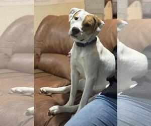 Mutt Dogs for adoption in Incline Village, NV, USA