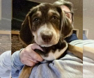 Beagle-English Springer Spaniel Mix Dogs for adoption in Mt. Laurel, NJ, USA