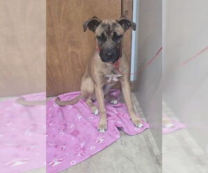 Black Mouth Cur-Unknown Mix Dogs for adoption in Wakefield, RI, USA