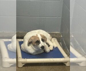 Labrador Retriever Dogs for adoption in Evansville, IN, USA