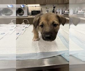 Huskies -Unknown Mix Dogs for adoption in Baytown, TX, USA