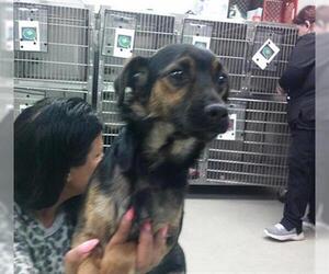 Dachshund Dogs for adoption in Oklahoma City, OK, USA