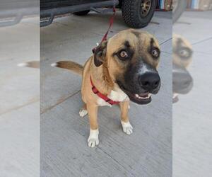 Black Mouth Cur-Boxer Mix Dogs for adoption in Canutillo, TX, USA