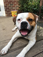 American Bulldog Dogs for adoption in Columbia, SC, USA