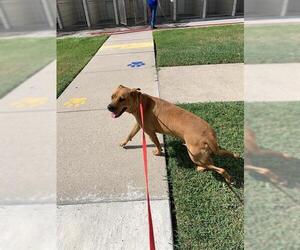 Black Mouth Cur Dogs for adoption in Corpus Christi, TX, USA