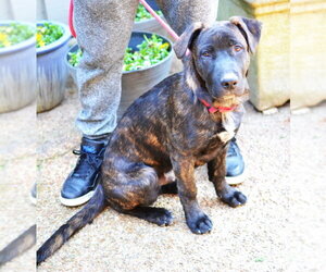 Labrador Retriever-Unknown Mix Dogs for adoption in Germanton, TN, USA