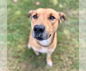 Mastiff-Unknown Mix Dogs for adoption in Riverside, CA, USA