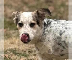 Australian Shepherd-Unknown Mix Dogs for adoption in Yardley, PA, USA