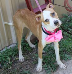 Bogle Dogs for adoption in Bandera, TX, USA