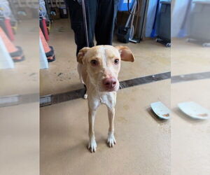 Labrador Retriever-Unknown Mix Dogs for adoption in Chula Vista, CA, USA