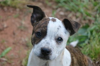 Labrador Retriever-Unknown Mix Dogs for adoption in Monroe, GA, USA