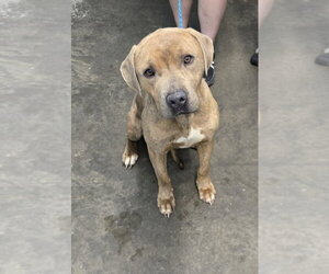 Mutt Dogs for adoption in Evansville, IN, USA