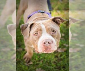 Mutt Dogs for adoption in Woodland, CA, USA