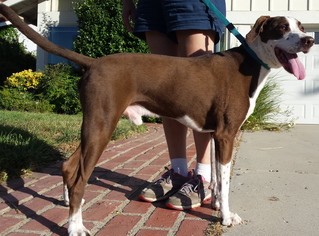 Lab-Pointer Dogs for adoption in Rancho Santa Margarita, CA, USA